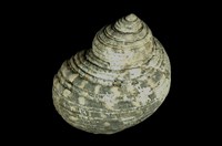 藏品(圓蠑螺)的圖片